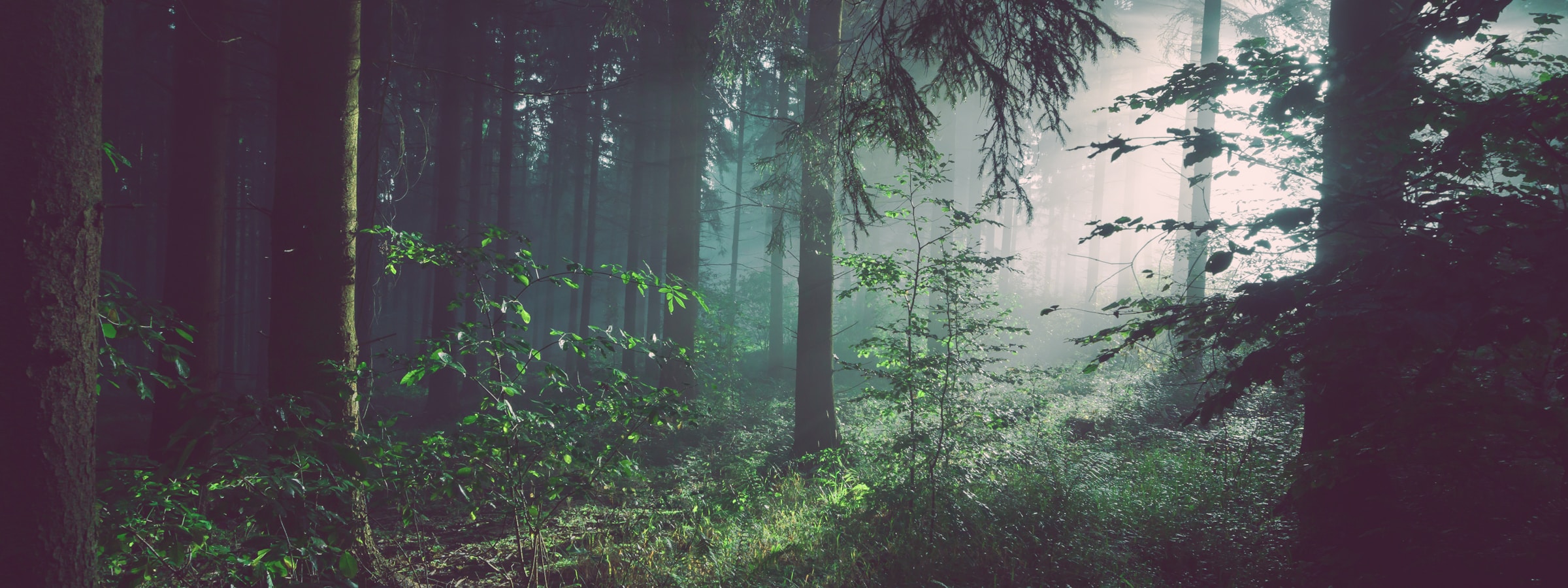 Investissement forestier