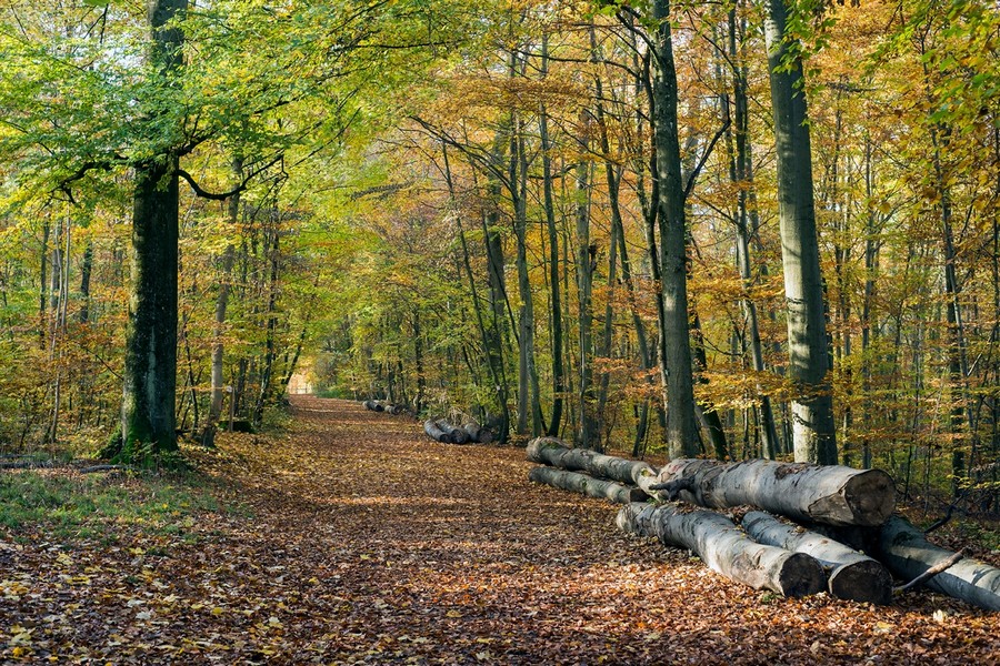 CONSEILS SUR L'ACHAT DE FORÊT